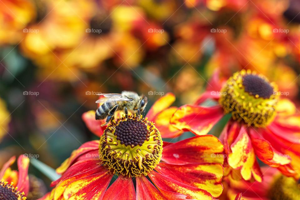 The bee on the flower collects nectar and pollen