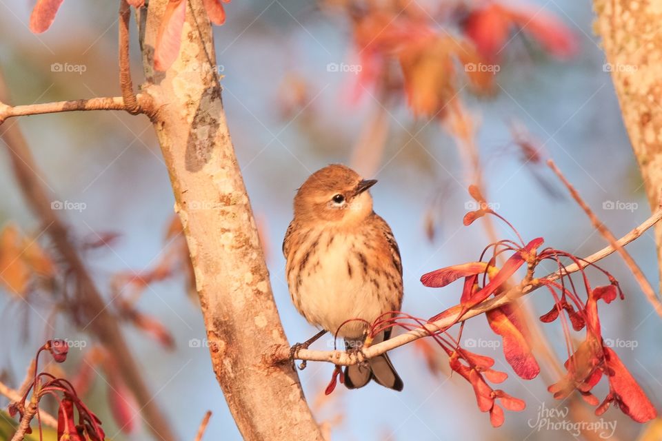 Yellow-rumped warbler with spring 
maple seeds