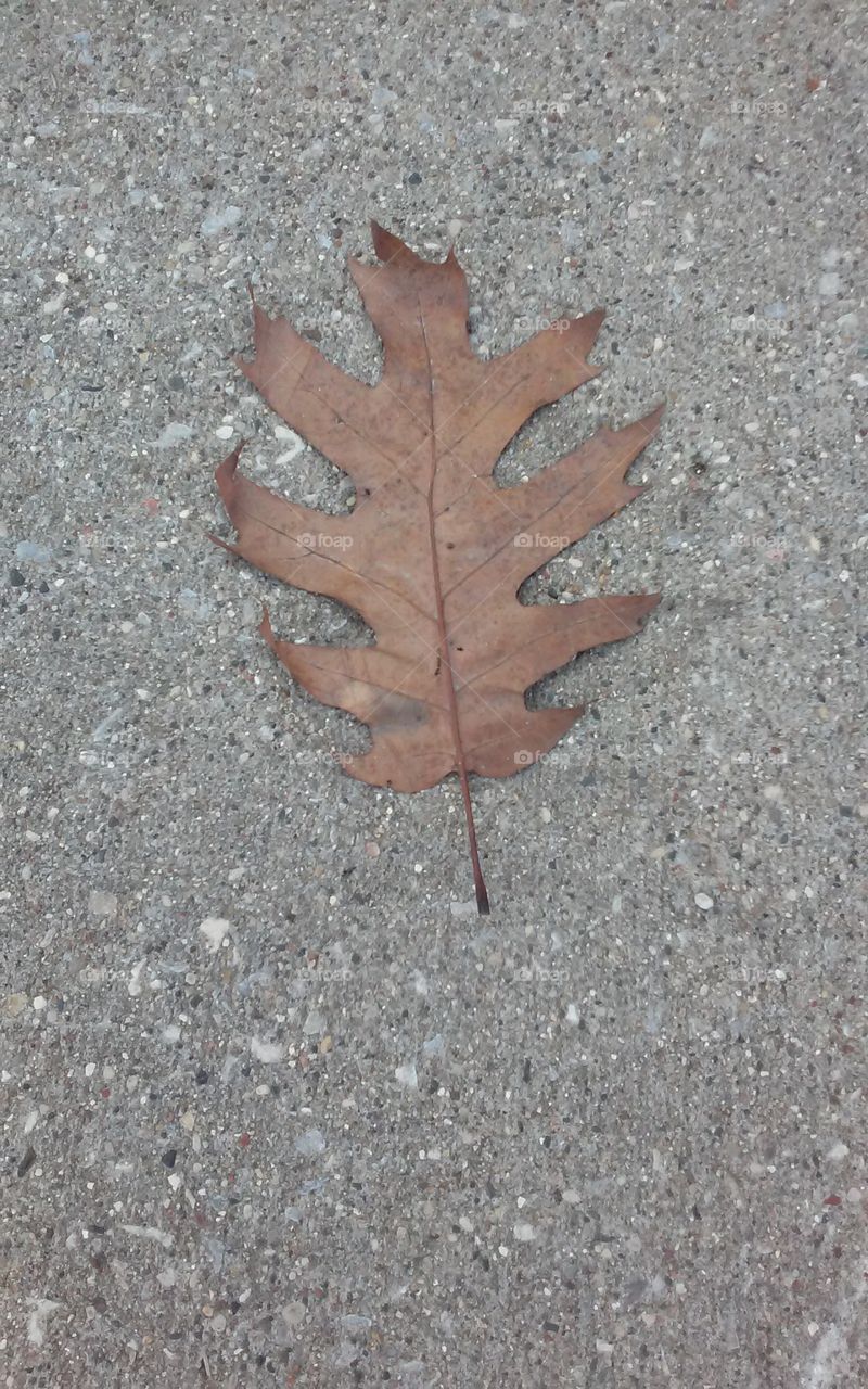 Autum leaf on sidewa