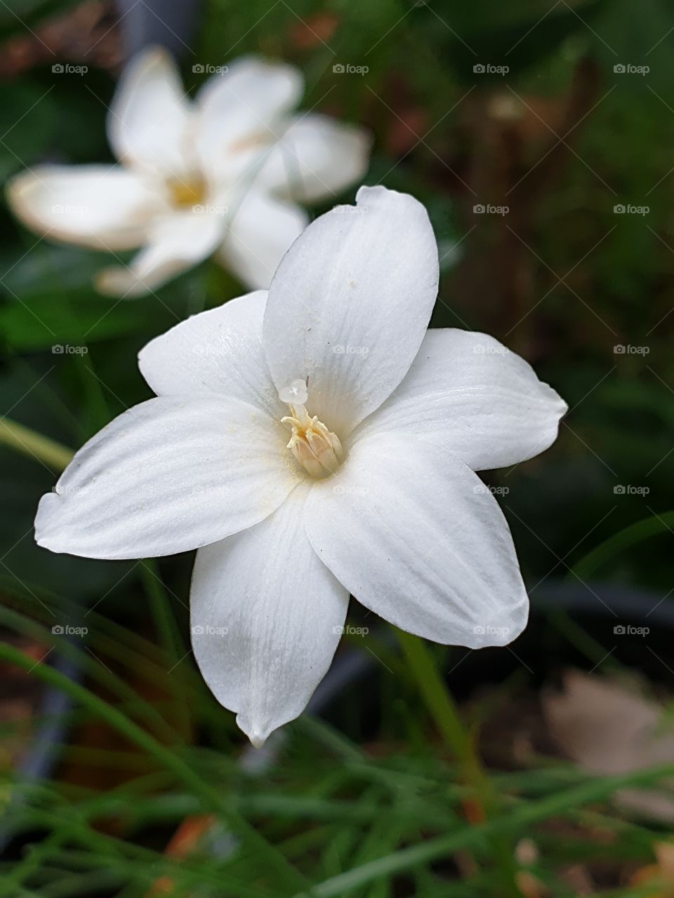 beautiful flowers in my garden