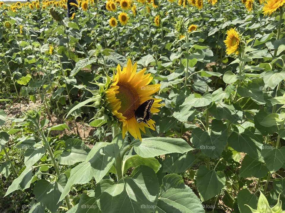 Sunflower patch