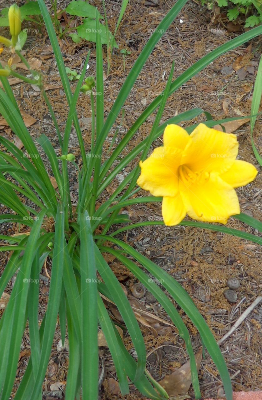 Japanese Day lily . flowers at home