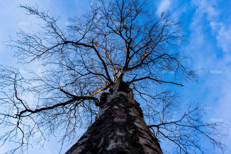 Tree birch