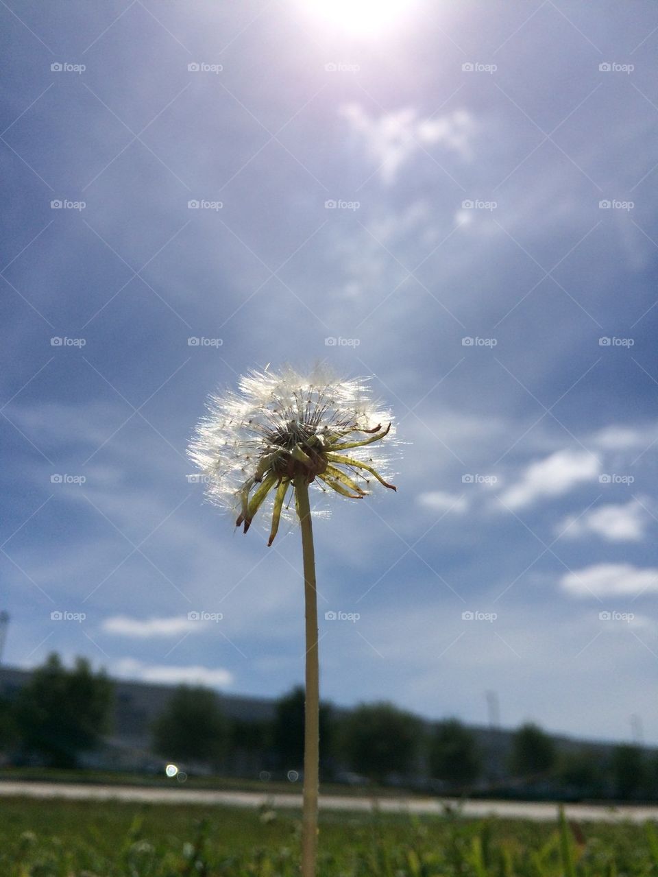Summer dandelion 