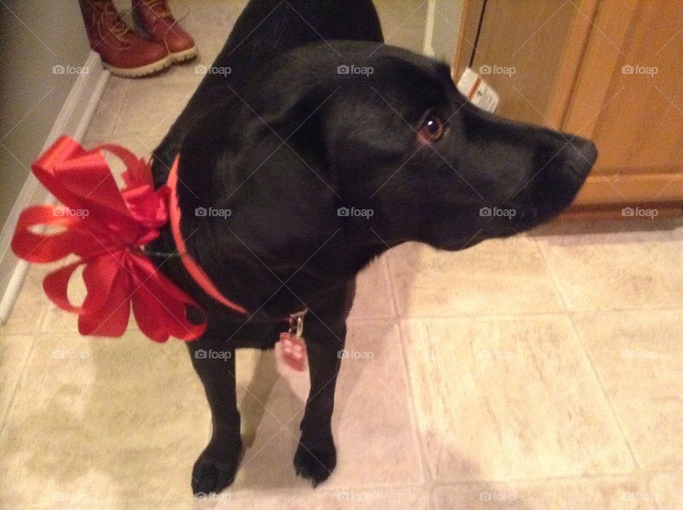 Dog with bow 