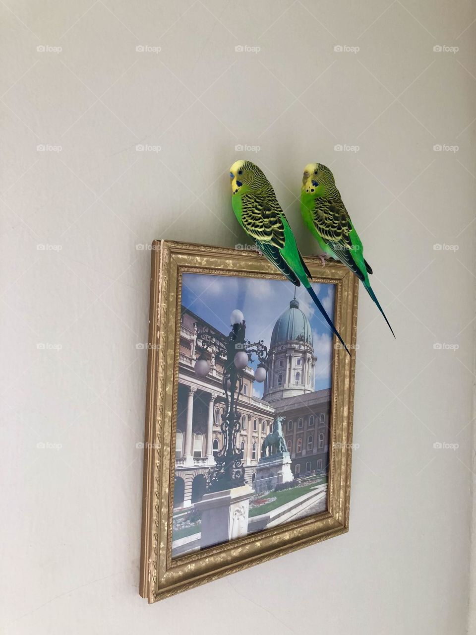Kiwi and. Coco family pet sitting on the picture frame 🖼
