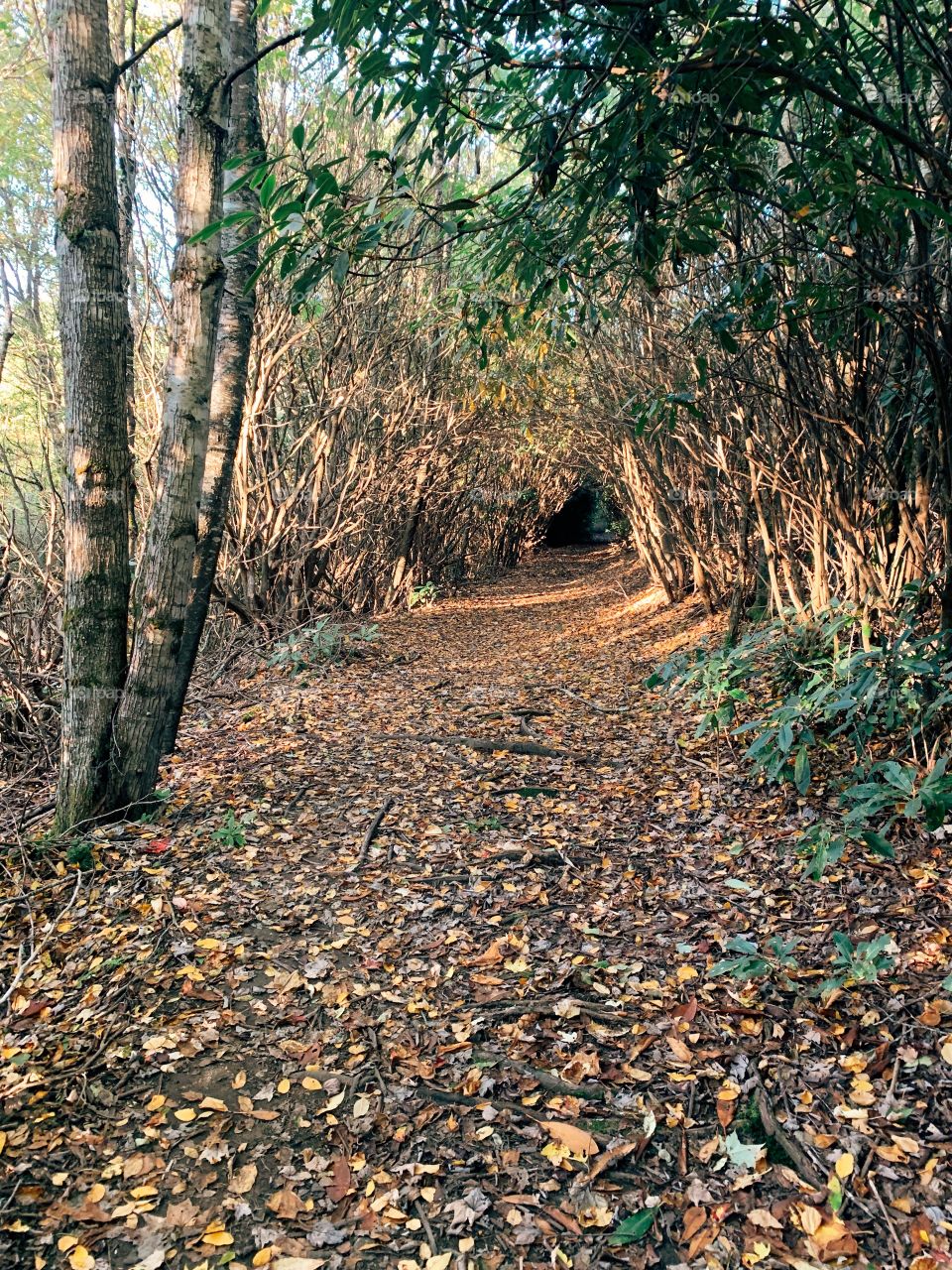 Mystery on the Appalachian trail 