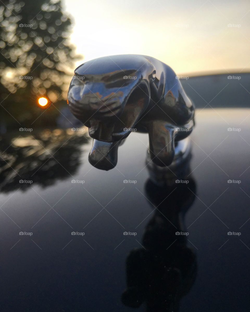 Jaguar at sunset