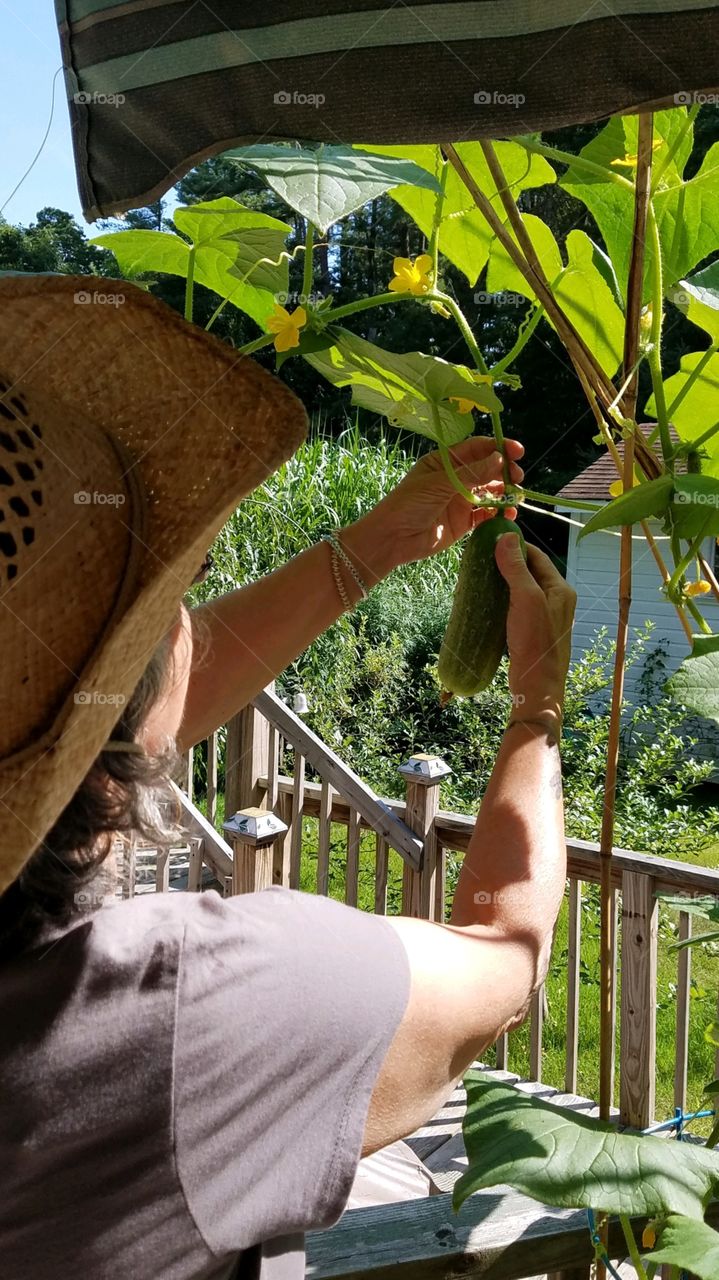 Cucumber being cut off vine by woman wearing cowboy hat. Green leaves lit by sunshine in shaded area. Deck railing around container garden.🥒🥗