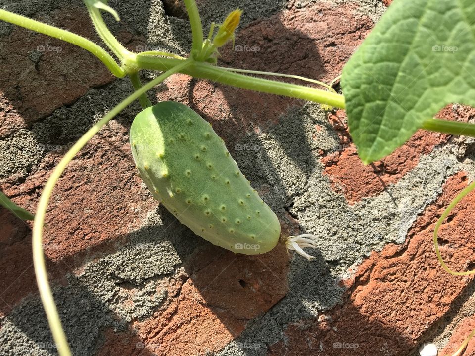 Little cucumber growing slowly in kitchen garden. Welcome little baby. . .