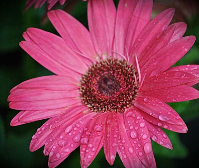 Daisy 