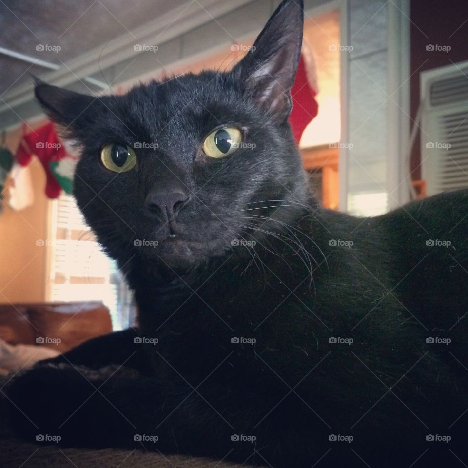 Black cat appreciation day . Liam Toodles on black cat appreciation day 2015