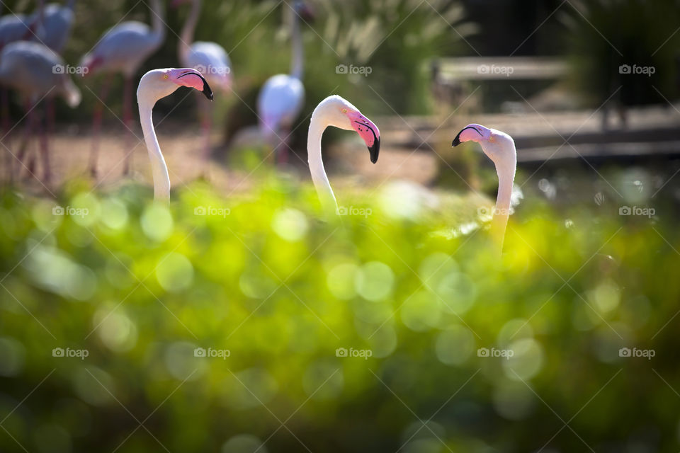 Three flamingos in the garden