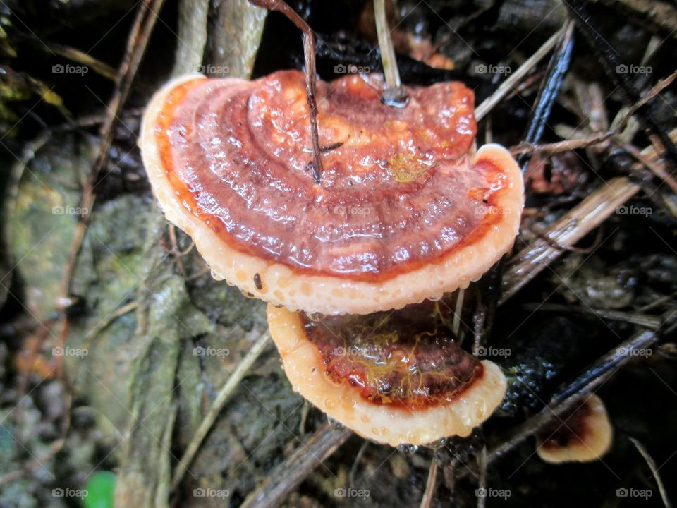 Shelf Mushrooms