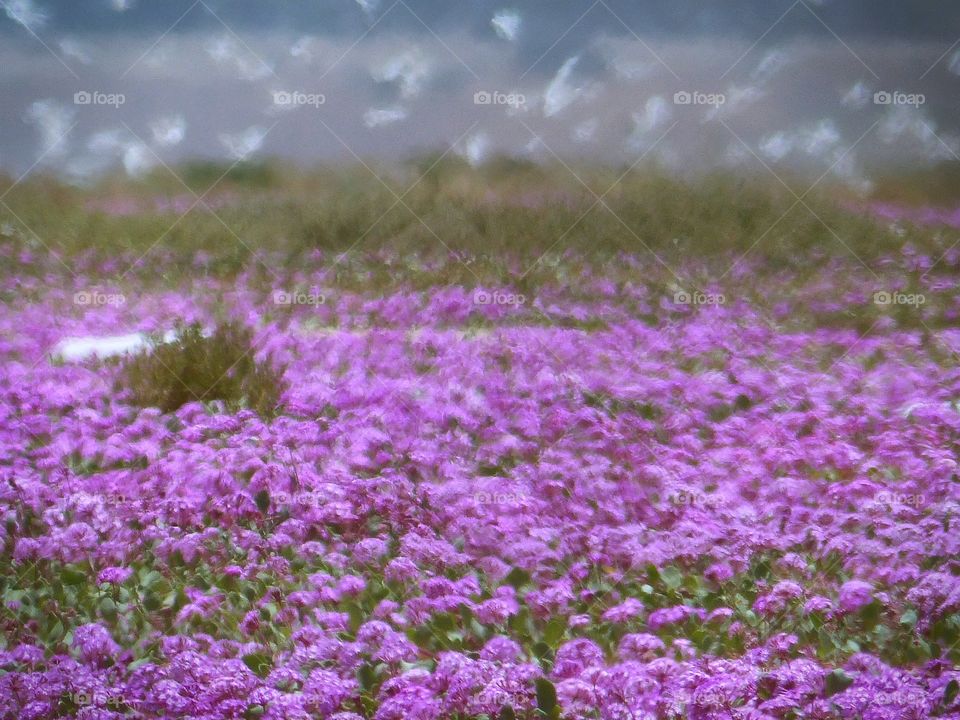 Field of purple wildflowers