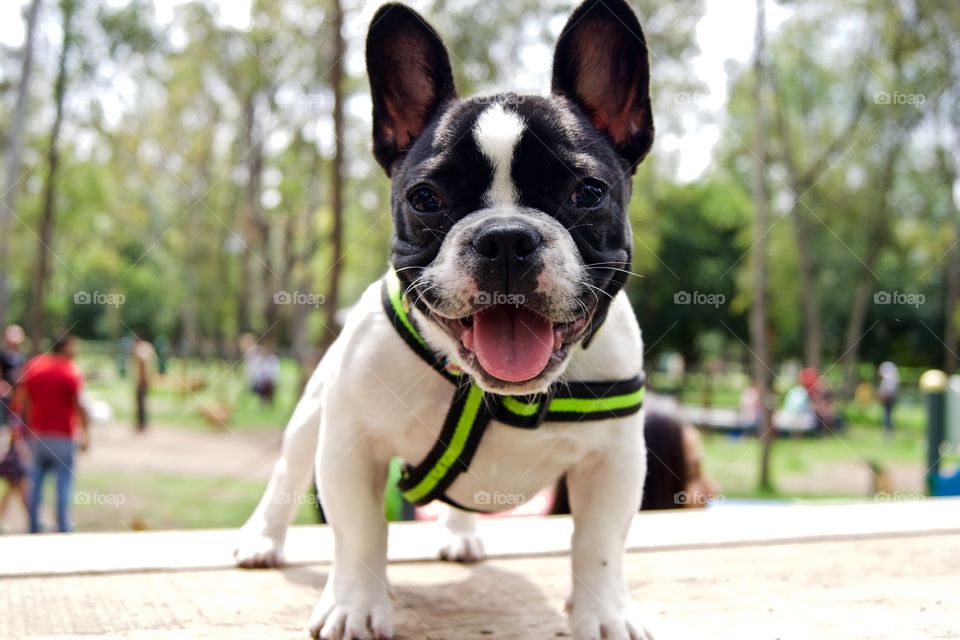 Frenchie's happiness