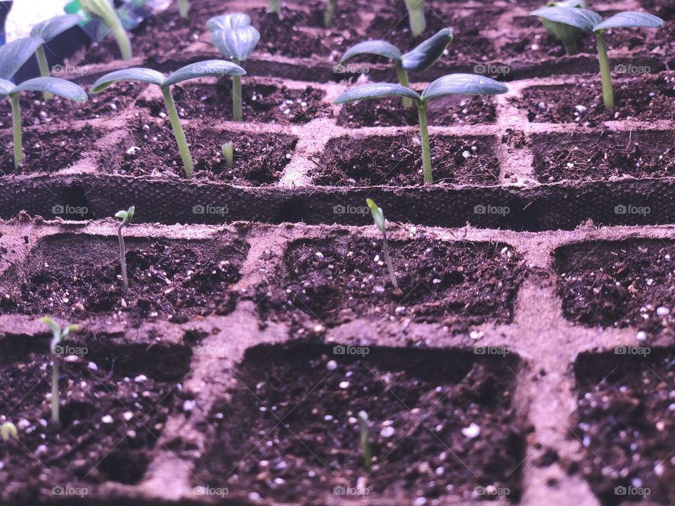 Planting vegetation 