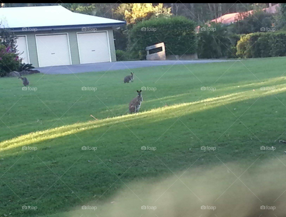 Kangaroos
