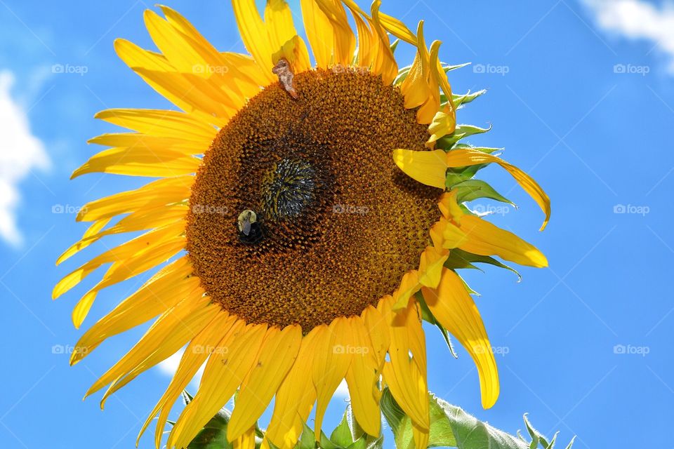 Sunflowers with bee