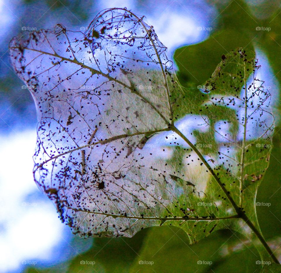 Leaf web 