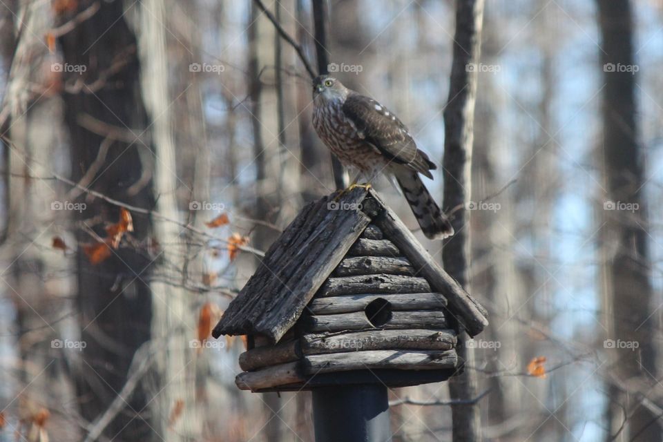 Watching with hawk eyes, hunting for prey on a beautiful fall day, sitting on a bird house