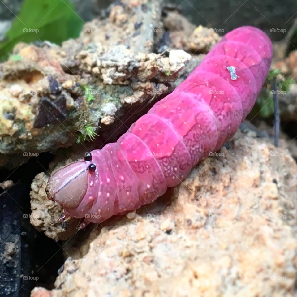 Pink Catapillar