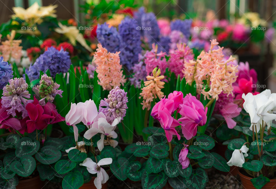 beautiful spring, incredibly bright, fresh flowers, the smell of spring.  National botanical garden, flower greenhouse