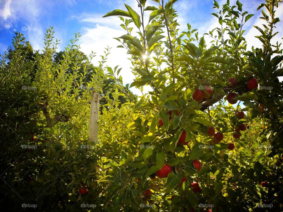 Apples ready for  the  picking 