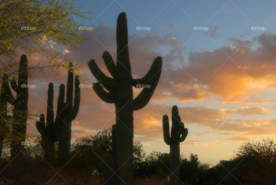 Saguaro Cacti Against Setting Sun