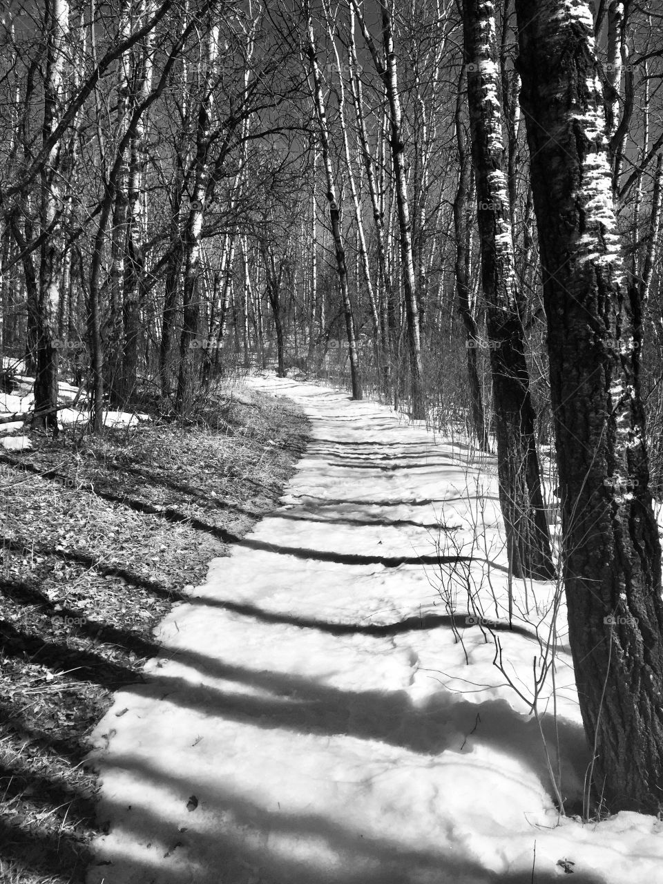 Winter trail 