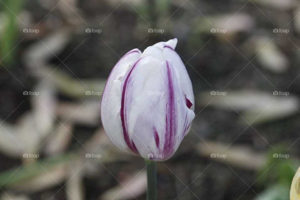 Tulip