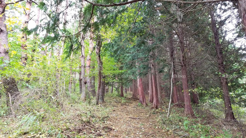 Hiking in the woods