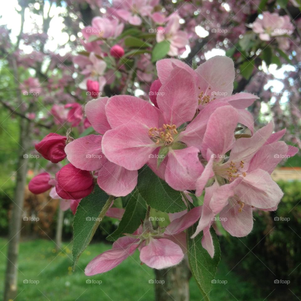 Blooming apple tree