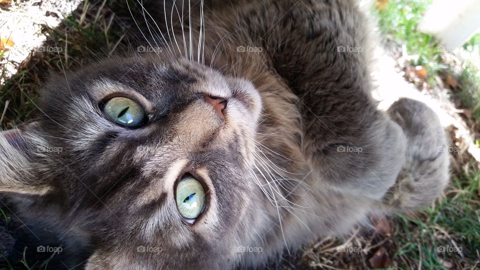 Big green eyes of pet cat with gray fur looks upside down from laying on the grass