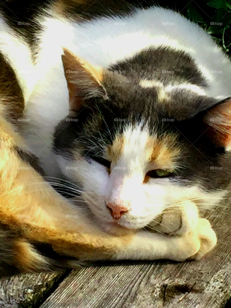 A very lazy cat laying in a warm sunny spot