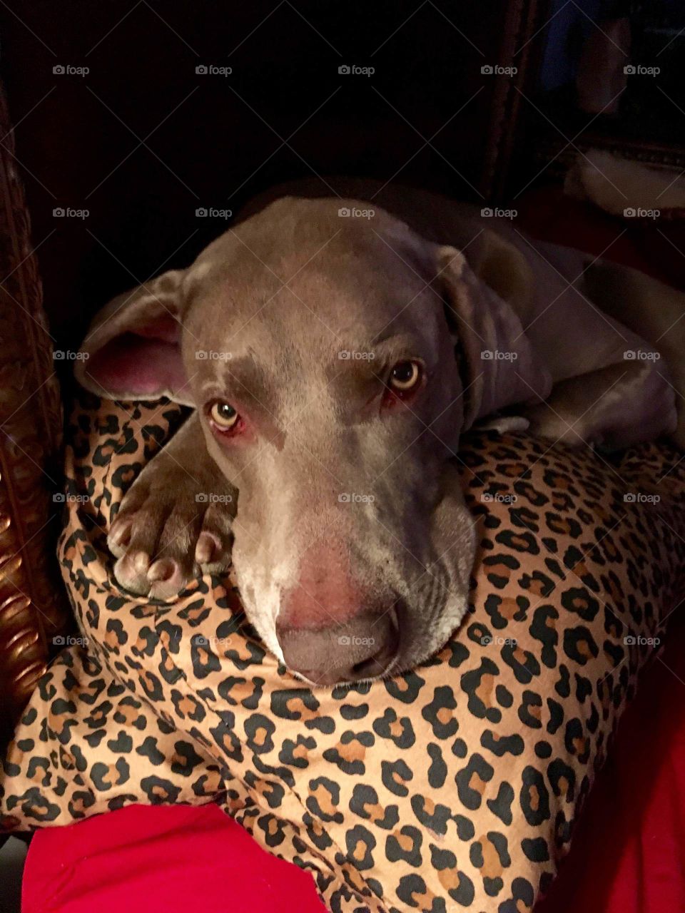 Samson the Weimaraner relaxes on his favorite leopard pillow. 