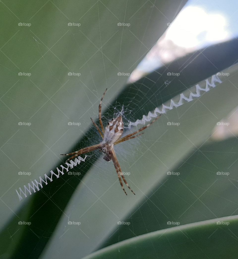 A spider weaving the perfect design. Did you use the overlock?