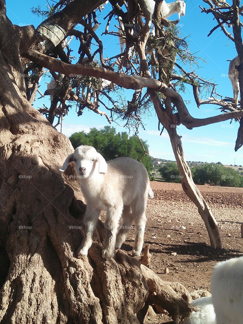 Beautiful lamb on argania spinosa tree looking at my camera at essaouira in Morocco.