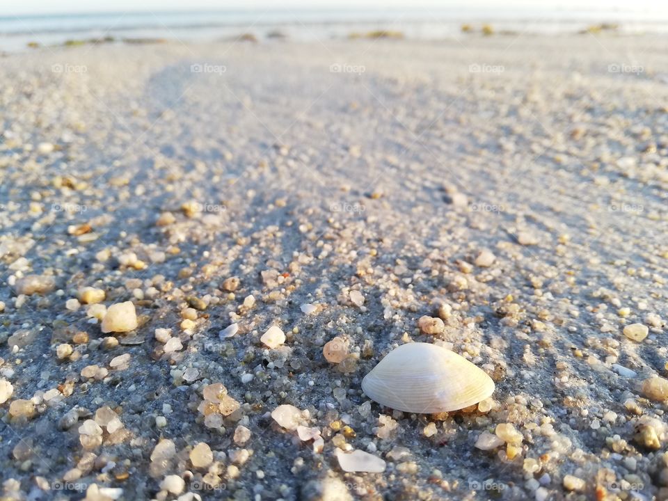 Sable et coquillage