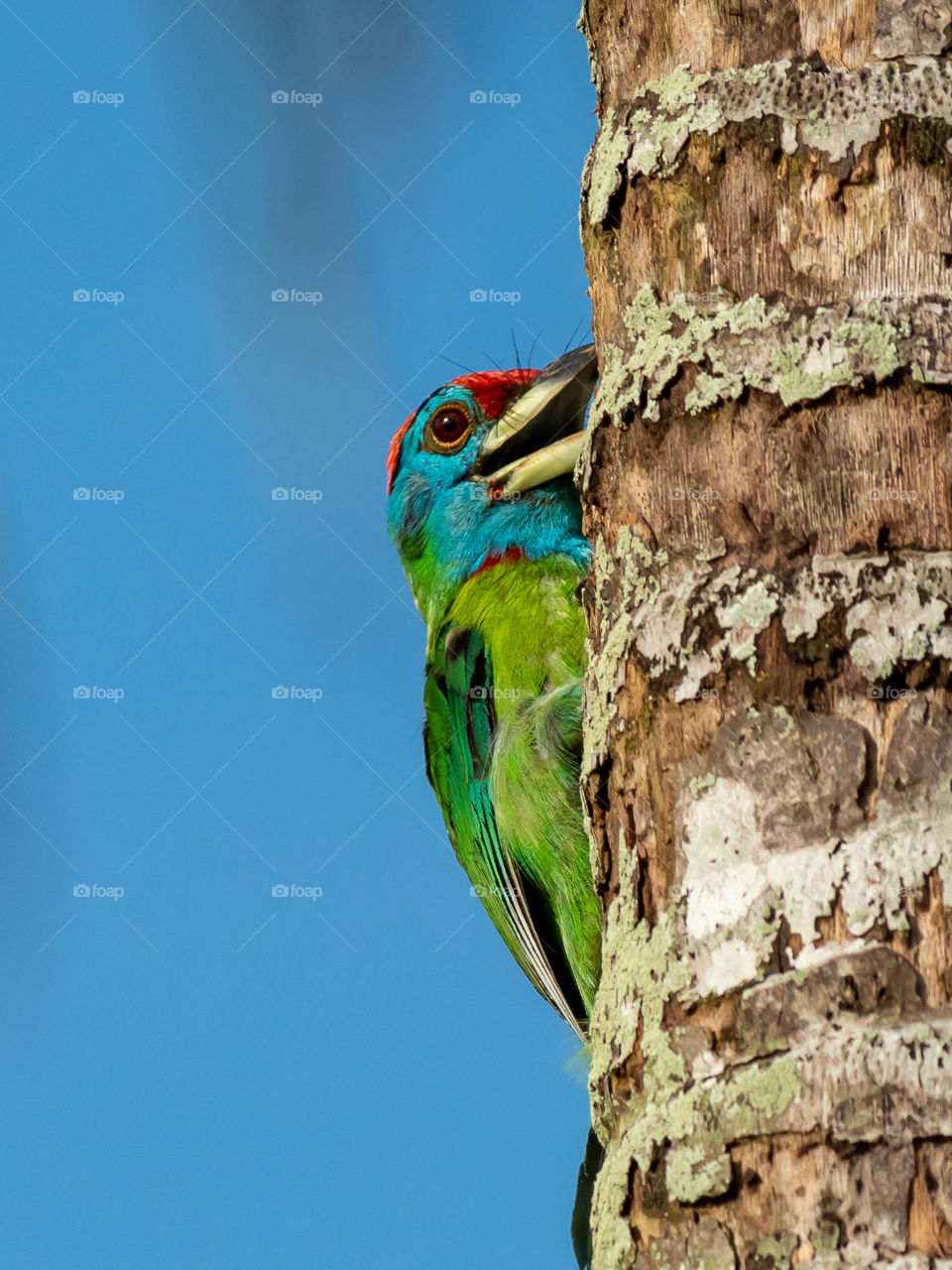 Blue-throated Barbet