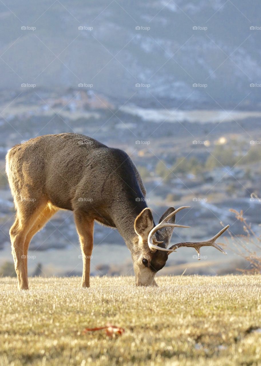 Buck eating grass 