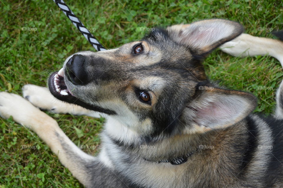 Pup not wanting to continue his walk