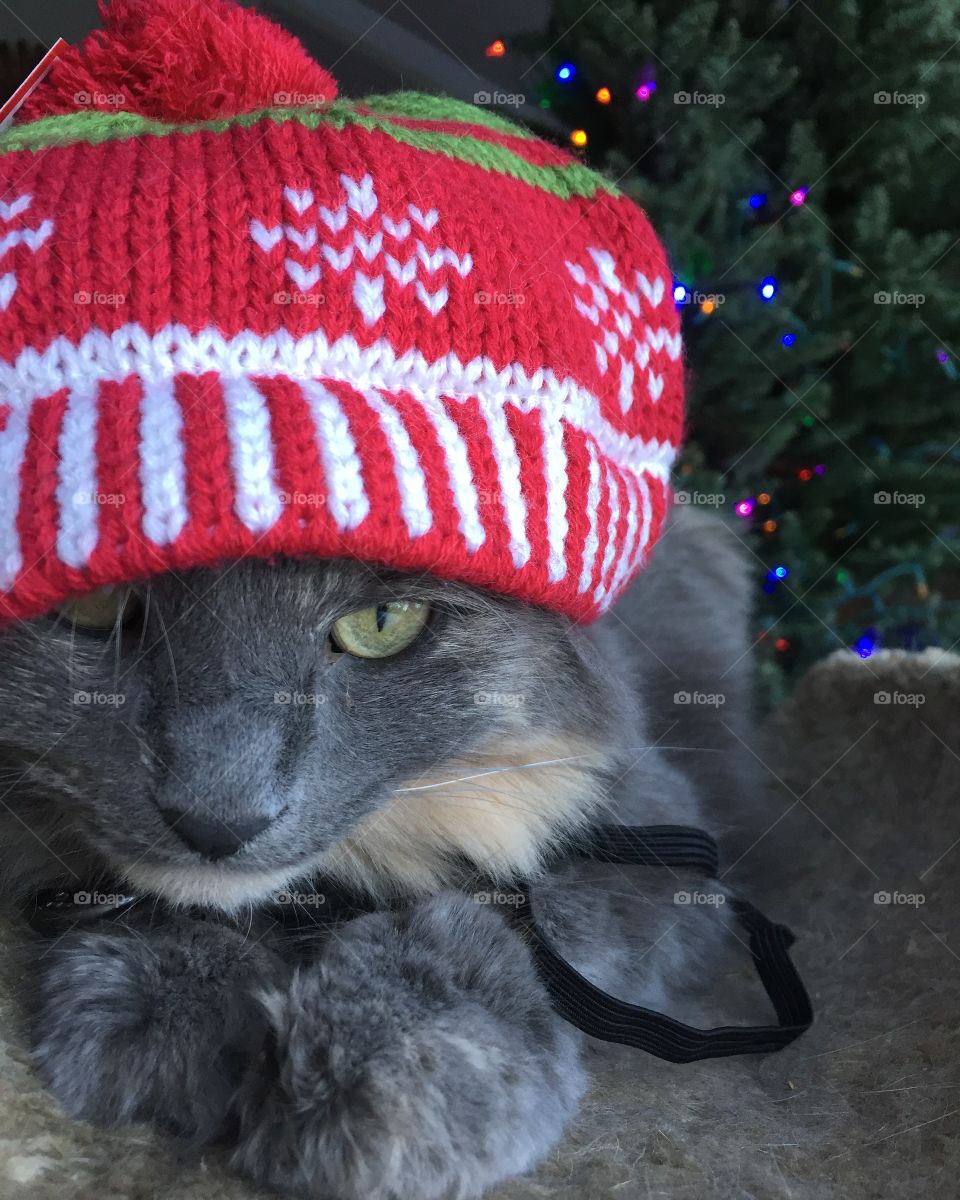 Here is a cat wearing a hat around Christmas time!