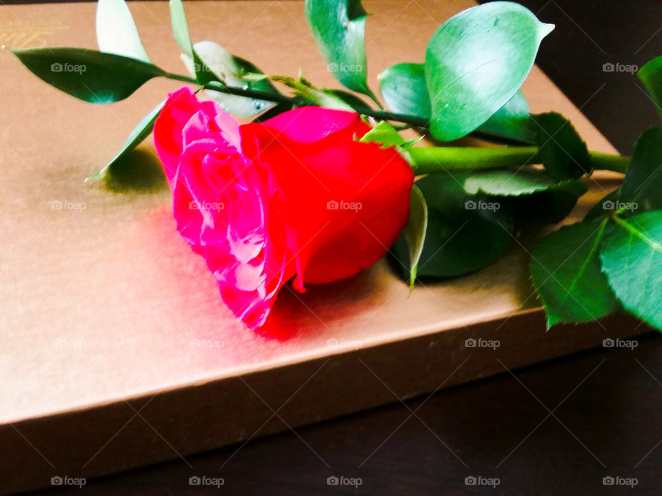 No Person, Flower, Leaf, Still Life, Rose