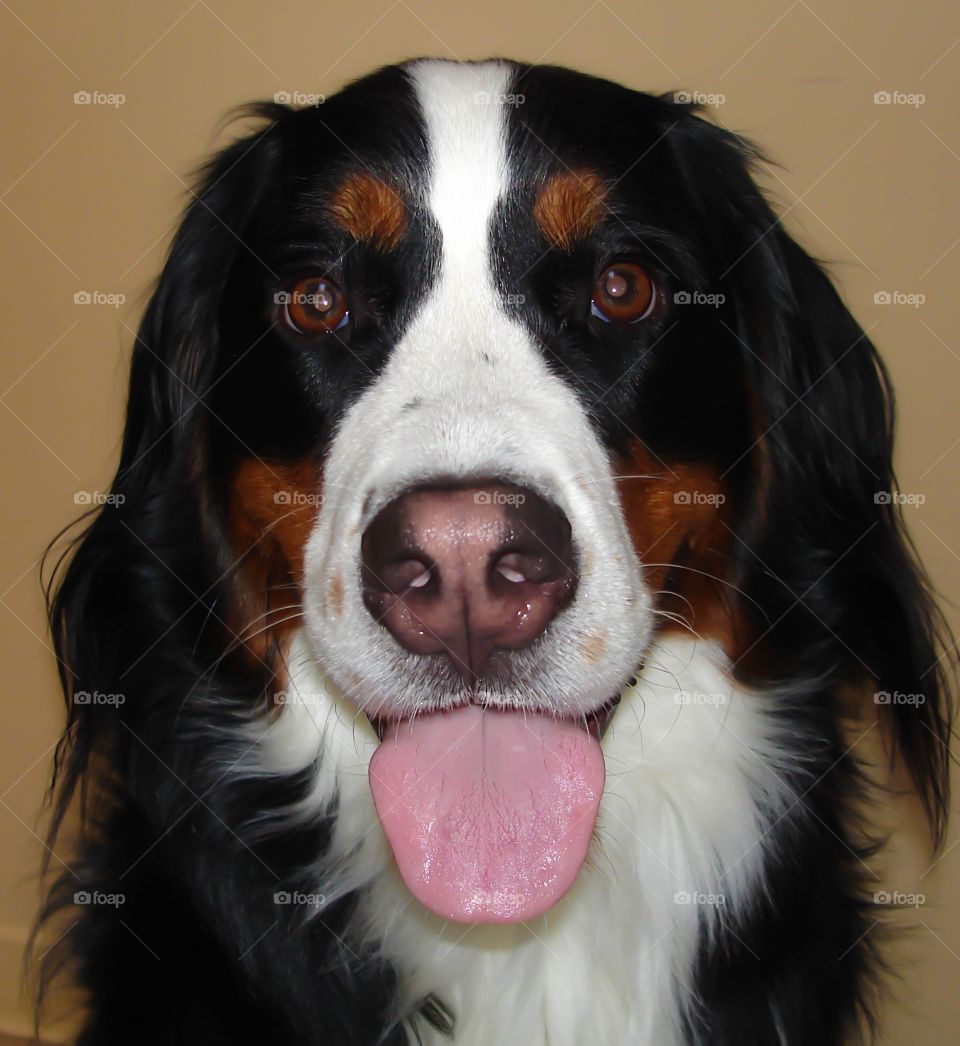 Bernese Mountain Dog eyes
