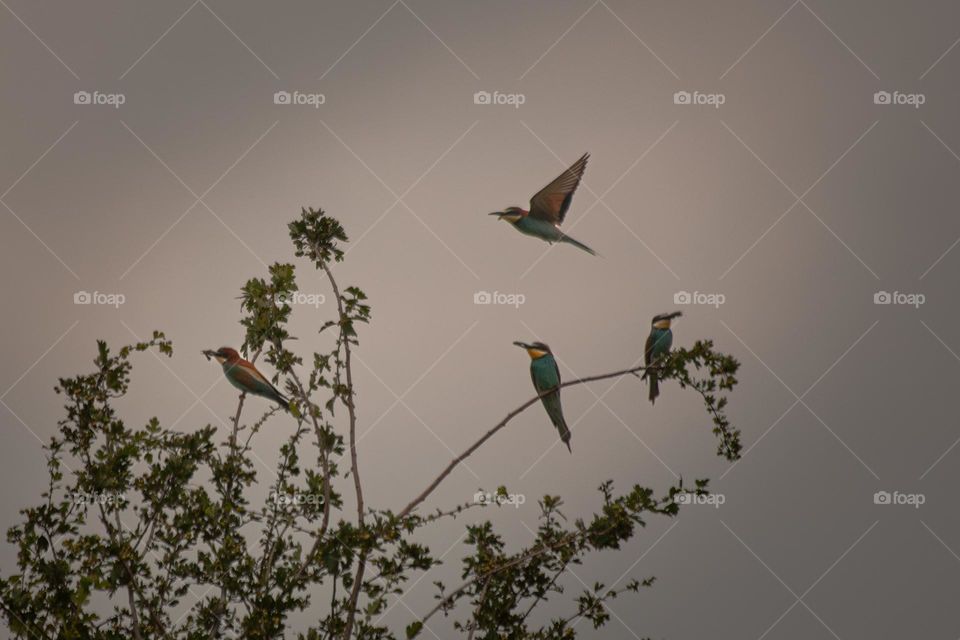 Bee eaters flying and perching 