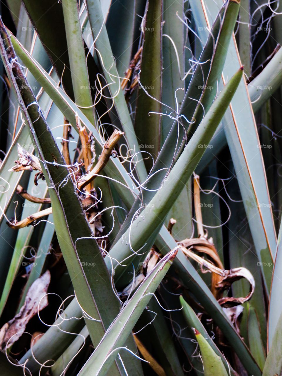 High angle view of yucca