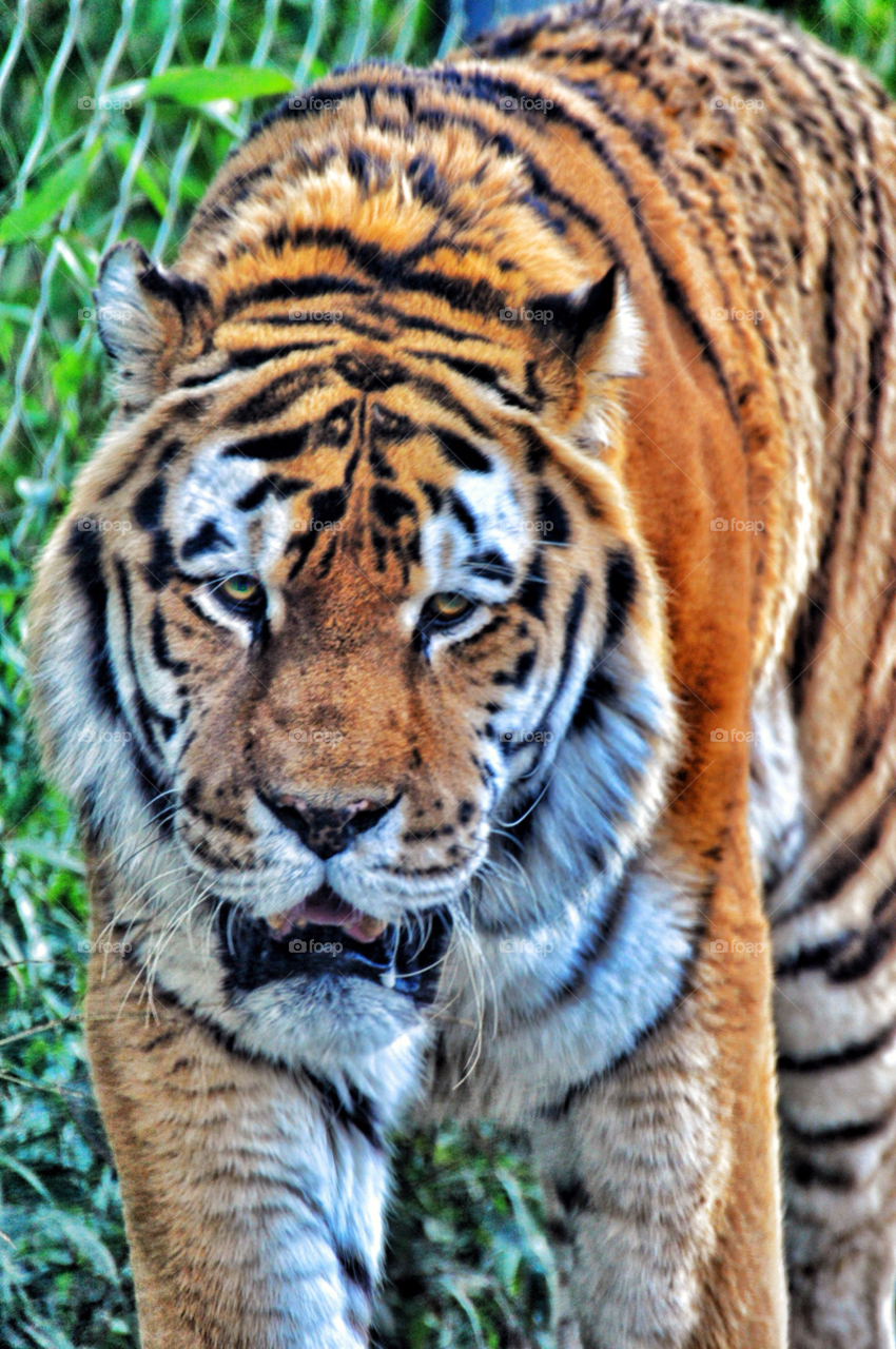 tiger bengal tiger marwell zoo by welshdragon