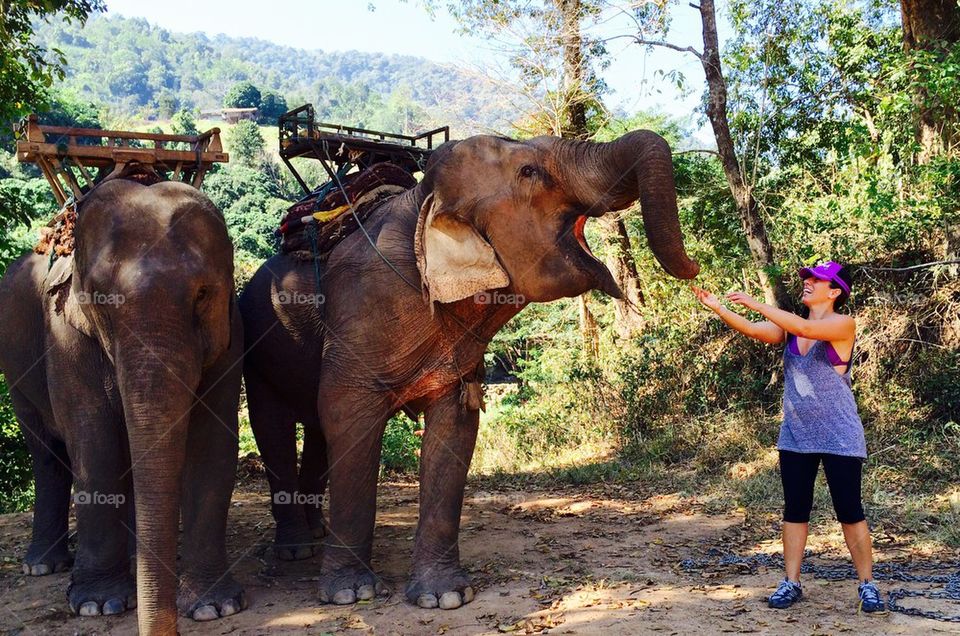 Playful elephant