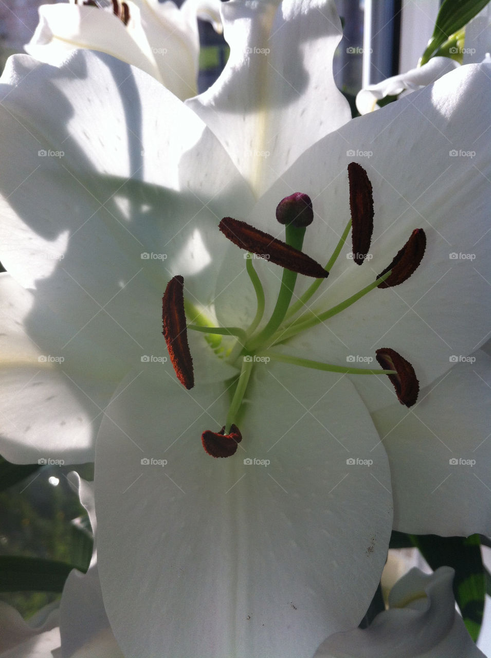 plants pollen nature flower by binkyboo
